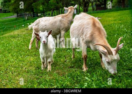 Trois chèvres (famille avec bébé mignon) pâturant sur les pâturages. Banque D'Images