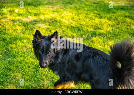 Deux ans jeune athlétique beau chien berger bohème sur prairie ensoleillée. Banque D'Images