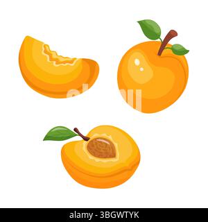 ensemble d'illustrations vectorielles d'abricots abricots entiers, de moitiés d'abricots, de tranches d'abricots Illustration de Vecteur