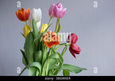 Gros plan d'un bouquet vibrant de tulipes colorées en pleine floraison Banque D'Images