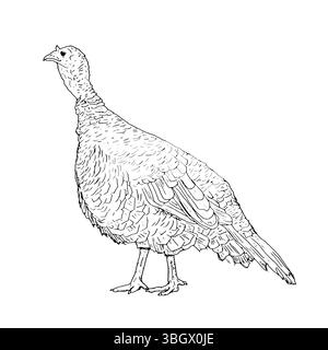 Une dinde volante avec une queue moelleuse, oiseau de ferme domestique, croquis à l'encre noire et blanche. Illustration vectorielle. Animaux rustiques, isolés sur un backgrou blanc Illustration de Vecteur