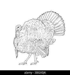 Une dinde volante avec une queue moelleuse, oiseau de ferme domestique, croquis à l'encre noire et blanche. Illustration vectorielle. Animaux rustiques, isolés sur un backgrou blanc Illustration de Vecteur