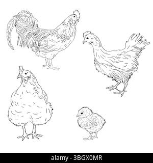Poulet et coq , poulet, oiseau de ferme domestique, croquis à l'encre noire et blanche. Illustration vectorielle. Un ensemble d'animaux rustiques, isolés sur un dos blanc Illustration de Vecteur