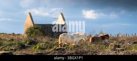 Une image panoramique des poneys sauvages emblématiques de Bodmin sur Bodmin Moor en Cornouailles au Royaume-Uni. Banque D'Images