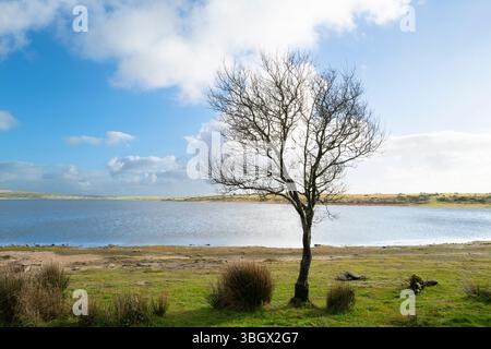 Un arbre qui pousse sur les rives du lac Colliford sur la Moor de Bodmin balayée par le vent en Cornouailles au Royaume-Uni. Banque D'Images
