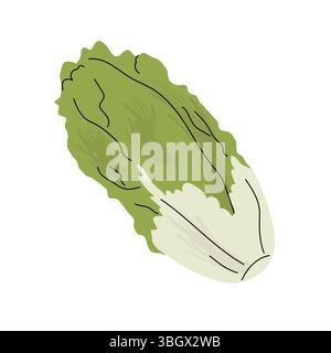 Illustration de style plat dessinée à la main de laitue romaine avec des feuilles vertes croustillantes et une tige blanche texturée, parfaite pour des motifs sur le thème de la salade et saine Illustration de Vecteur
