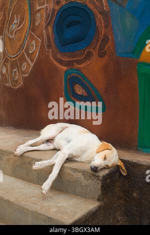 Chien endormi sur une marche Banque D'Images