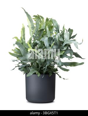 Phlebodium aka fougère bleue dans un pot gris. Isolé sur fond blanc. Banque D'Images