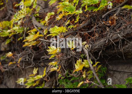 Gros plan de vignes sauvages grimpantes avec des branches tordues et des feuilles vert-jaune fraîches poussant sur de vieux murs au printemps Banque D'Images