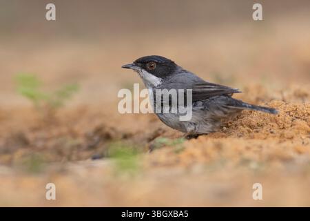 La Paruline sarde mâle, alias Paruline à tête noire (Curruca melanocephala syn Sylvia melanocephala دخلة رأساء ), est une parulle typique commune et répandue Banque D'Images
