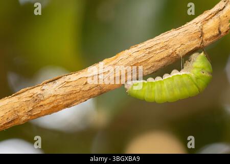 Papilio demoleus est une espèce commune et répandue swallowtail butterfly. Le papillon est également connu comme le papillon papillon citron, lime, lime swallowtai Banque D'Images