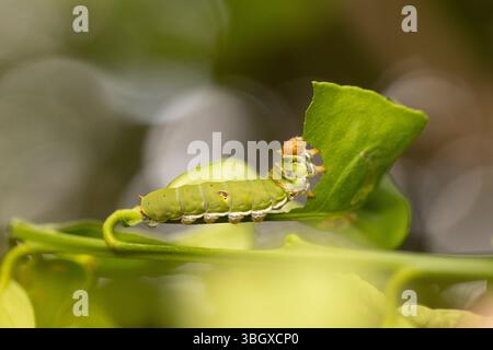 Papilio demoleus est une espèce commune et répandue swallowtail butterfly. Le papillon est également connu comme le papillon papillon citron, lime, lime swallowtai Banque D'Images