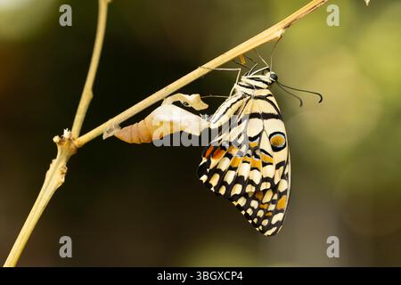 Le papillon à queue d'hirondelle émerge de son cocon Papilio demoleus est un papillon à queue d'hirondelle commun et répandu. Le papillon est également connu sous le nom de t Banque D'Images