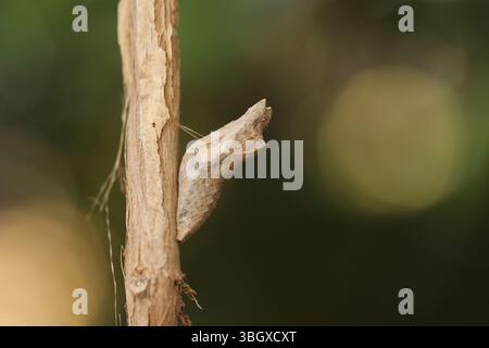 Le cocon du Papilio demoleus est un papillon à queue-d'araignée commun et répandu. Le papillon est également connu sous le nom de papillon citron, papillon citron, l Banque D'Images