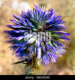 Image améliorée numériquement d'un chardon à globe d'Echinops adenocaulos photographié en haute Galilée, Israël en mai Banque D'Images