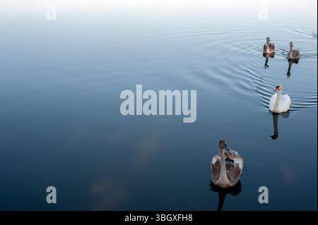 Une famille de cygnes avec leurs bébés sur la rive de l'étang, le matin, ils nagent au camp et attendent de voir s'ils vont jeter quelque chose de bon t Banque D'Images