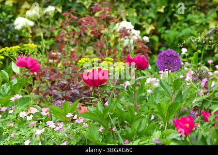 Fleurs rouges vives / violettes de pivoine commune, Paeonia Officinalis, Allium hollandicum Purple sensation, robuste géranium Euphorbia oblongata Royaume-Uni mai Banque D'Images