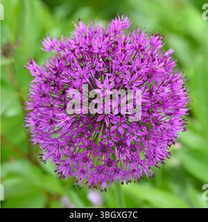 Fleurs violettes de printemps / été de Allium hollandicum, ou Allium aflatunense sensation de pourpre dans le jardin britannique mai Banque D'Images