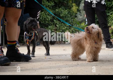 Deux adorables chiens, un noir et un abricot, profitent d'une promenade tranquille dans le parc avec leurs propriétaires Banque D'Images