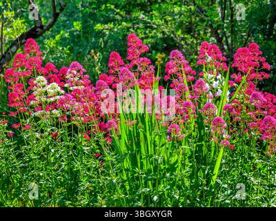 Groupe de plantes valérianes (Valeriana officinalis) à fleurs rouges violettes, roses et blanches en jardin de campagne - centre de la France. Banque D'Images