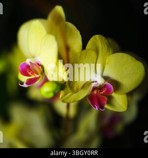 De belles orchidées aux teintes jaunes et roses douces fleurissant dans un environnement sombre mettent en valeur l'élégance et le dynamisme de la nature Banque D'Images