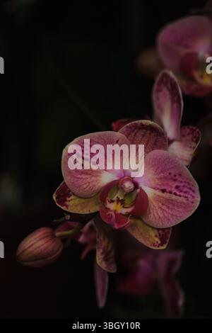 Les orchidées violettes et jaunes éclatantes fleurissent élégamment dans un cadre tranquille pendant les heures de la soirée Banque D'Images