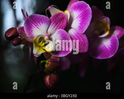 Les orchidées roses vibrantes fleurissent dans un environnement sombre mettent en valeur leur beauté et leurs caractéristiques délicates Banque D'Images