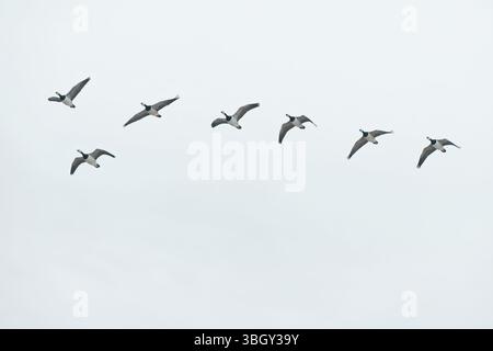 Un troupeau d'oies sauvages de bernacle en vol. Oiseaux migrateurs sur la côte de la mer des Wadden au large de la Frise orientale, basse-Saxe, Allemagne. Banque D'Images