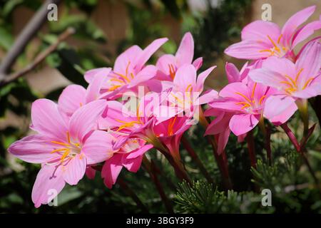Grappe de lys de pluie roses (Zephyranthes) fleurissant au soleil, avec un feuillage vert dans un cadre naturel de jardin extérieur. Banque D'Images