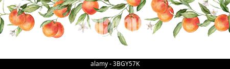 Cadre horizontal sans couture ou bannière pamplemousse tropical avec des fleurs roses. Illustration d'aquarelle dessinée à la main sur fond isolé blanc. Agrumes Banque D'Images