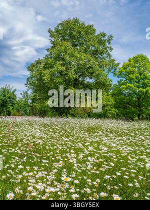 Prairie avec marguerites à fleurs, marguerite de prairie (Leucanthemum vulgare) au début de l'été, Höhenried, Bernried, Bavière, Allemagne, Europe Banque D'Images