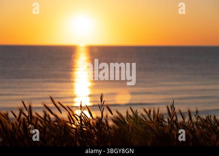Épis de grain sur le bord de mer au lever du soleil. Banque D'Images