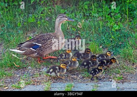 Canard colvert avec canetons marchant à travers le village, Petersdorf, île de Fehmarn, Schleswig-Holstein, Allemagne Banque D'Images