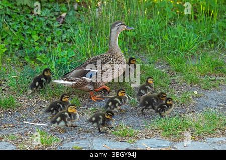 Canard colvert avec canetons marchant à travers le village, Petersdorf, île de Fehmarn, Schleswig-Holstein, Allemagne Banque D'Images