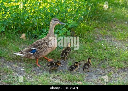 Canard colvert avec canetons marchant à travers le village, Petersdorf, île de Fehmarn, Schleswig-Holstein, Allemagne Banque D'Images