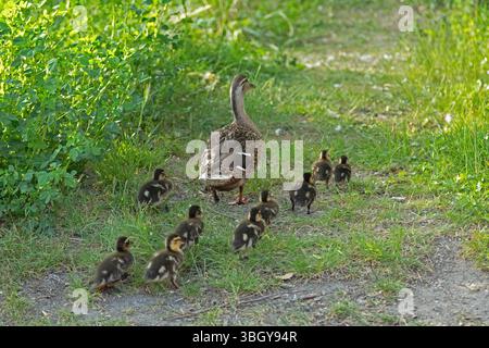 Canard colvert avec canetons marchant à travers le village, Petersdorf, île de Fehmarn, Schleswig-Holstein, Allemagne Banque D'Images