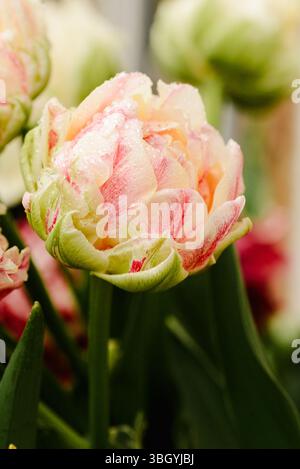 Gros plan de double Tulip avec pétales roses et crème dans Morning Light Banque D'Images