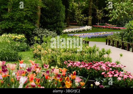 Fleurs printanières colorées dans les jardins de Keukenhof, aux pays-Bas Banque D'Images