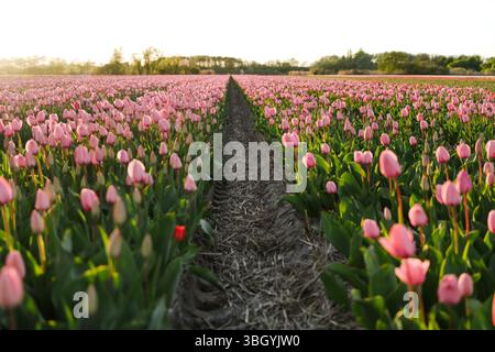 Rangées de tulipes roses symétriques en fleurs près de lisse Banque D'Images