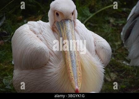Londres, Angleterre, Royaume-Uni. 6 juin 2025. Les pélicans résidents attendent leur déjeuner à St James's Park. Six grands pélicans blancs vivent librement dans le parc dans le centre de Londres et sont nourris aux poissons tous les jours. (Crédit image : © Vuk Valcic/ZUMA Press Wire) USAGE ÉDITORIAL SEULEMENT ! Non destiné à UN USAGE commercial ! Crédit : ZUMA Press, Inc/Alamy Live News Banque D'Images