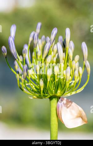 Vue rapprochée d'une fleur d'agapanthus fleurissant au printemps, sur un fond flou Banque D'Images