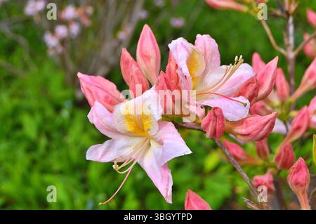 Plantes Rhododendron en fleurs avec des fleurs de différentes couleurs. Arbustes azalées dans le parc avec différentes couleurs de fleurs. Motif de fleurs de Rhododendron Banque D'Images