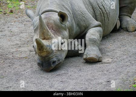 Rhinocéros noirs d'Afrique de l'est (Diceros bicornis michaeli), adultes, captifs, au repos, occurrence steppes et semi-déserts d'Afrique Banque D'Images