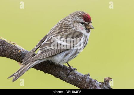 Redpoll, songbird, famille des orfèves, (Carduelis flammea), animaux. Oiseaux, Parc ornithologique de Varanger, Finnmark, Norvège, Europe Banque D'Images