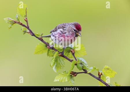 Redpoll, songbird, famille des orfèves, (Carduelis flammea), animaux. Oiseaux, Parc ornithologique de Varanger, Finnmark, Norvège, Europe Banque D'Images