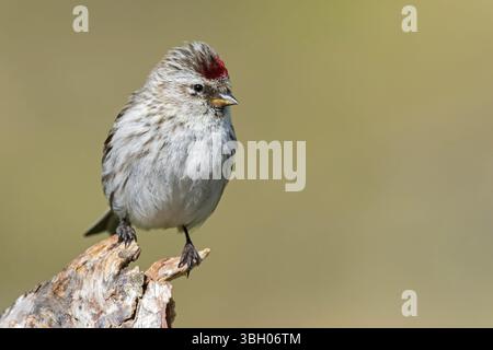 Redpoll, songbird, famille des orfèves, (Carduelis flammea), animaux. Oiseaux, Parc ornithologique de Varanger, Finnmark, Norvège, Europe Banque D'Images