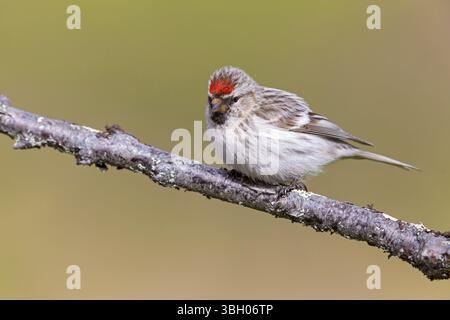 Redpoll, songbird, famille des orfèves, (Carduelis flammea), animaux. Oiseaux, Parc ornithologique de Varanger, Finnmark, Norvège, Europe Banque D'Images