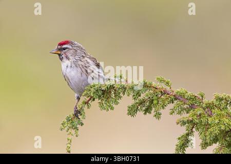 Redpoll, songbird, famille des orfèves, (Carduelis flammea), animaux. Oiseaux, Parc ornithologique de Varanger, Finnmark, Norvège, Europe Banque D'Images