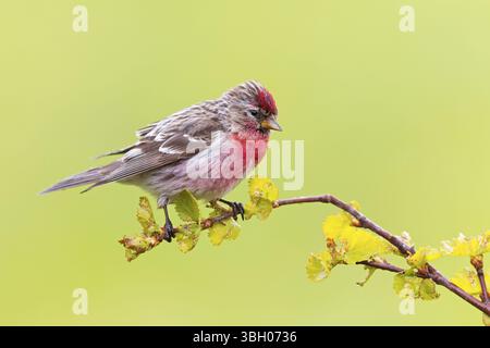 Redpoll, songbird, famille des orfèves, (Carduelis flammea), animaux. Oiseaux, Parc ornithologique de Varanger, Finnmark, Norvège, Europe Banque D'Images
