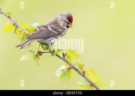 Redpoll, songbird, famille des orfèves, (Carduelis flammea), animaux. Oiseaux, Parc ornithologique de Varanger, Finnmark, Norvège, Europe Banque D'Images
